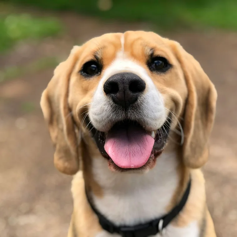 Pet