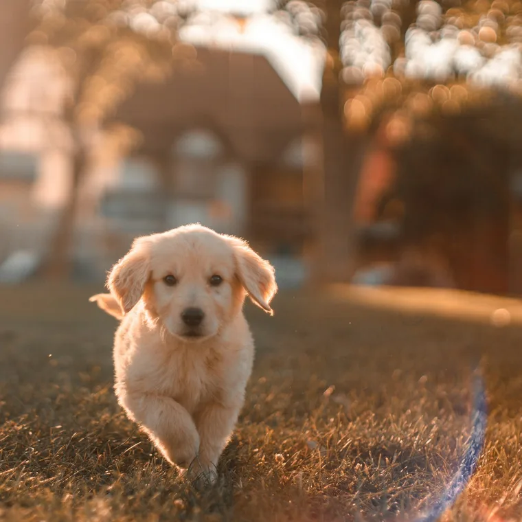 Pet