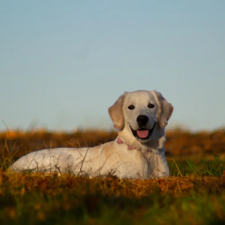 Pet