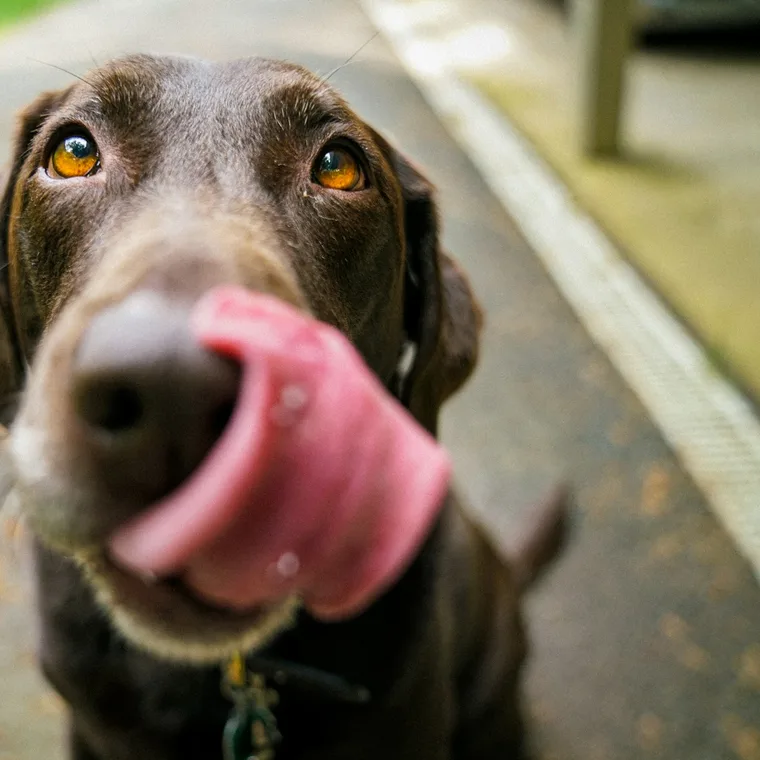 Pet